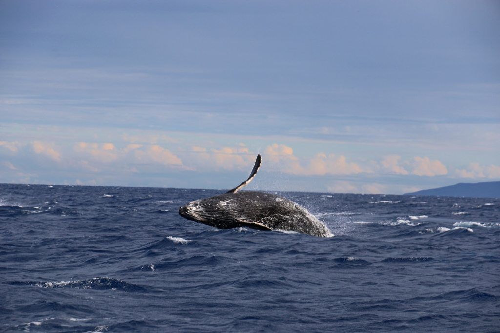 Ballenas en aguas de la Patagonia cerca de Puerto Madryn: naturaleza marina de Península Valdés