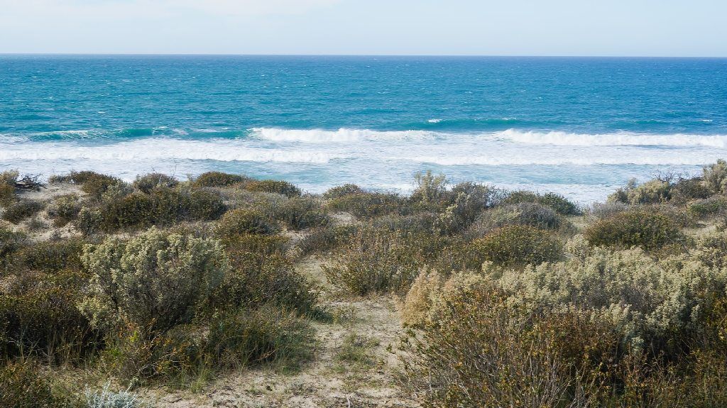 Ballenas en la costa de Puerto Madryn: avistaje desde el paseo marítimo y la rambla