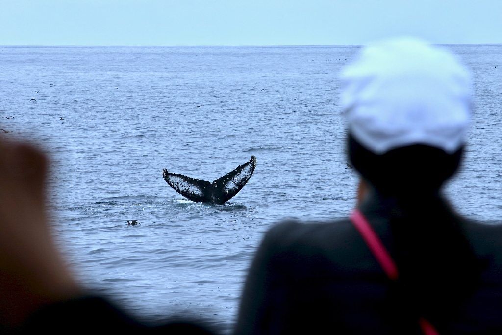 Avistamiento de ballenas en Península Valdés: ballenas cerca de la embarcación durante la excursión