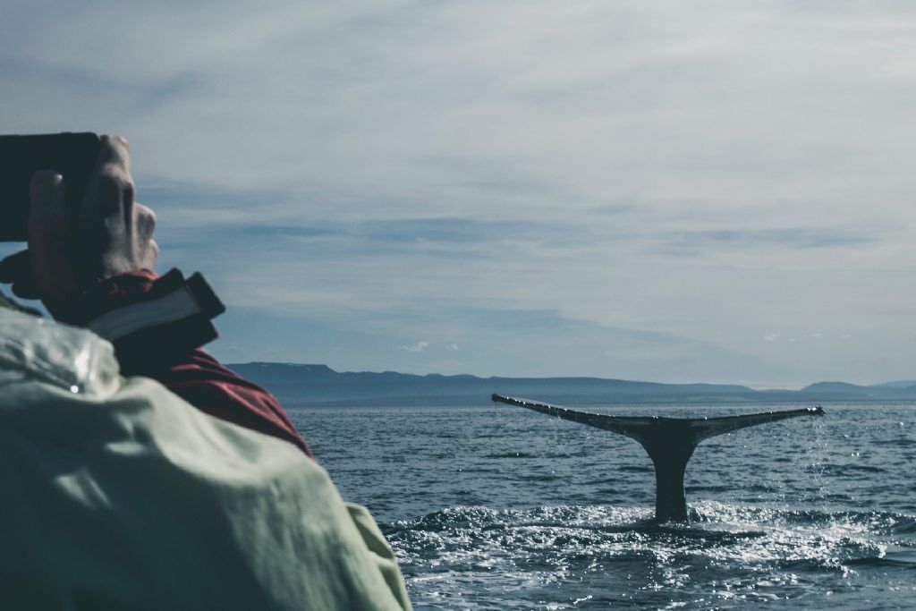 Avistaje de ballenas en Puerto Madryn y Península Valdés: ballenas emergiendo cerca de la costa